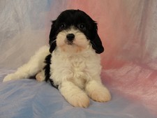 Male Cavachon Puppy for sale #21 Born February 8th, 2012